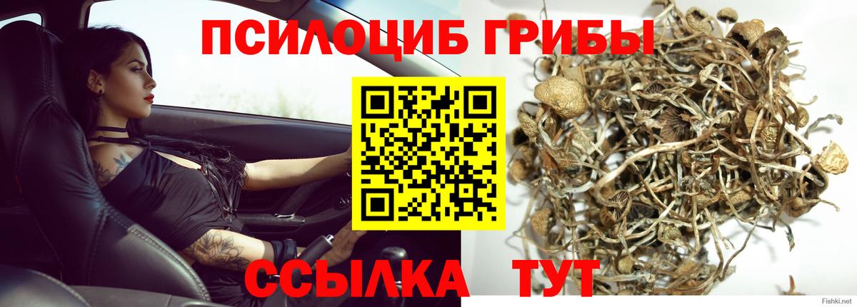 Псилоцибиновые грибы GOLDEN TEACHER  Вход с VPN  Кингисепп  купить наркотик  Галлюциногенные грибы Psilocybe 